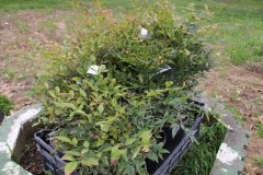 IMG_9237_1024x683