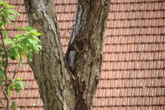 IMG_8755_1024x683