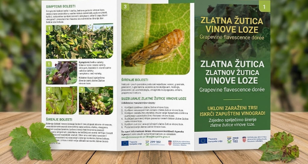 Grad Slatina: Poduzimanje mjera radi sprječavanja širenja zlatne žutice vinove loze 7 naslovna zuta